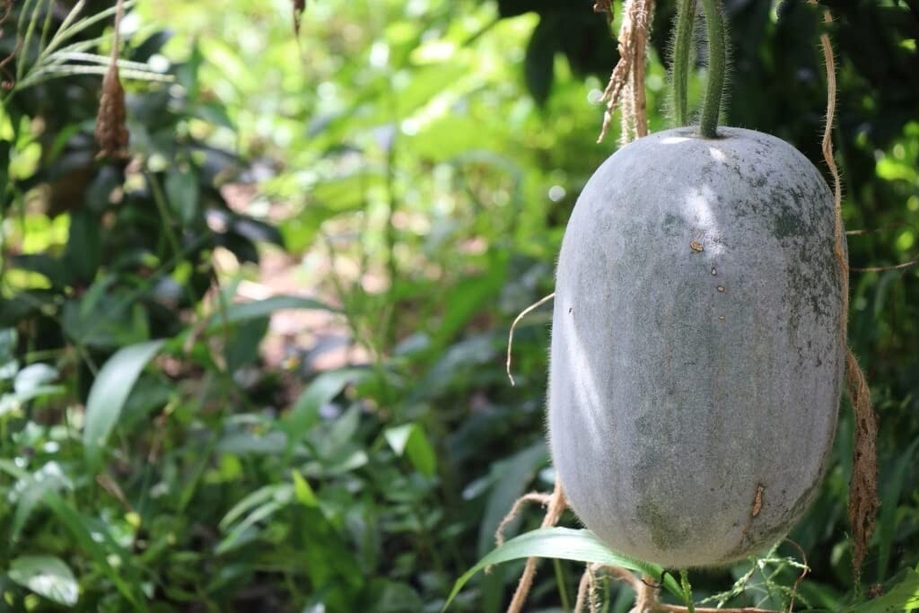 150 Indian Ash Gourd, Wax Gourd White Winter Melon Seeds for Planting – Non-GMO