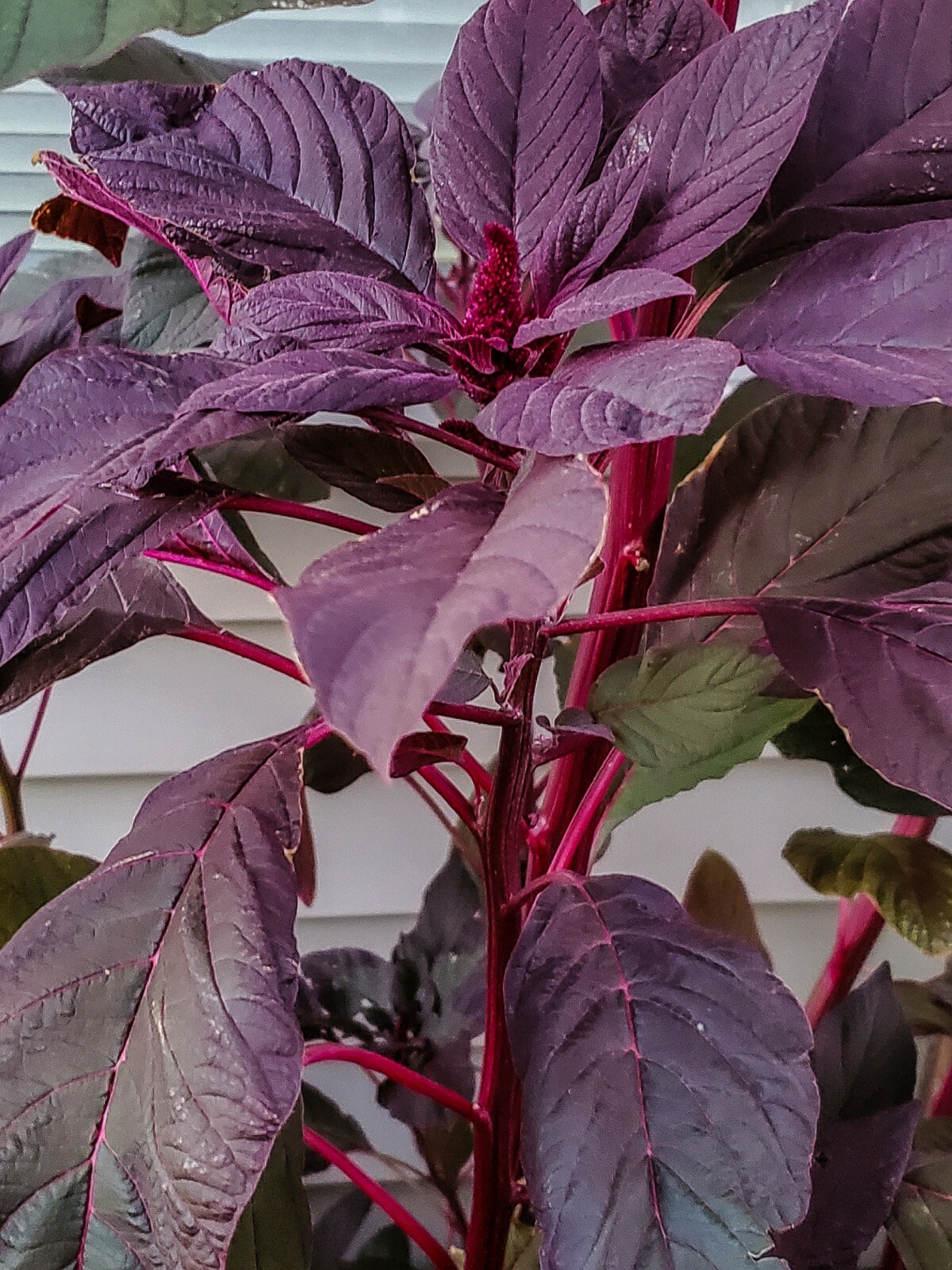 Deep Red Amaranth HEIRLOOM 500+ seeds Premium Strain 100% Organic Grown in USA