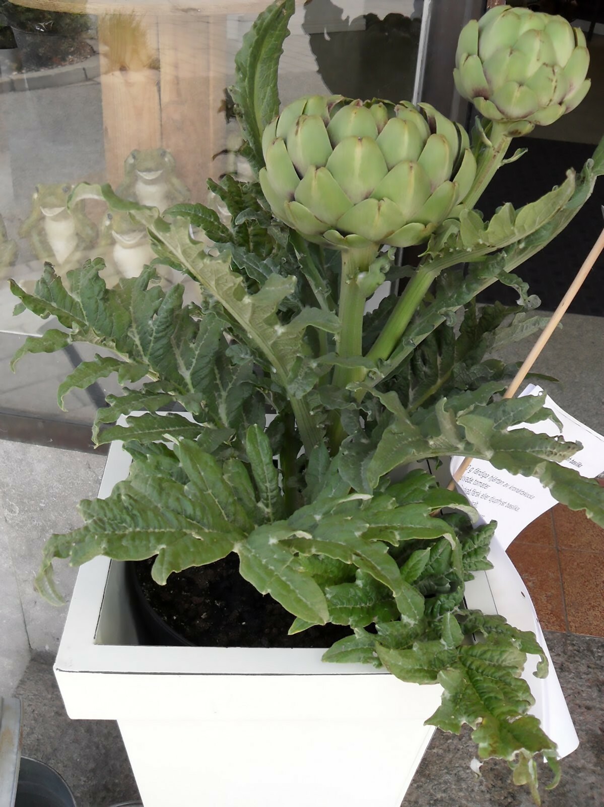 Globe Artichoke, Cynara scolymus, Seeds