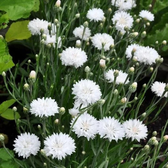Tall White Bachelor Button Cornflower Seeds. 250 Seeds. Free Shipping!