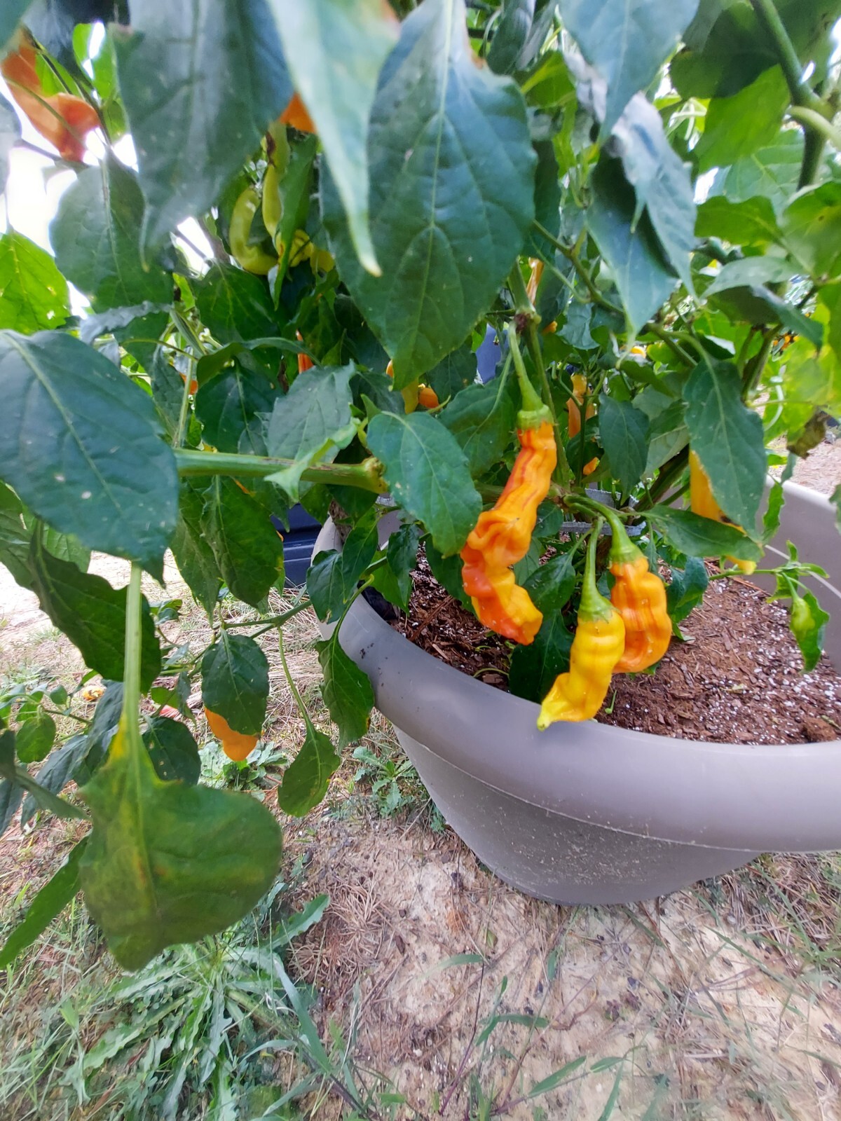 (12) Sugar Rush Stripey Pepper Seeds FREE SHIPPING!