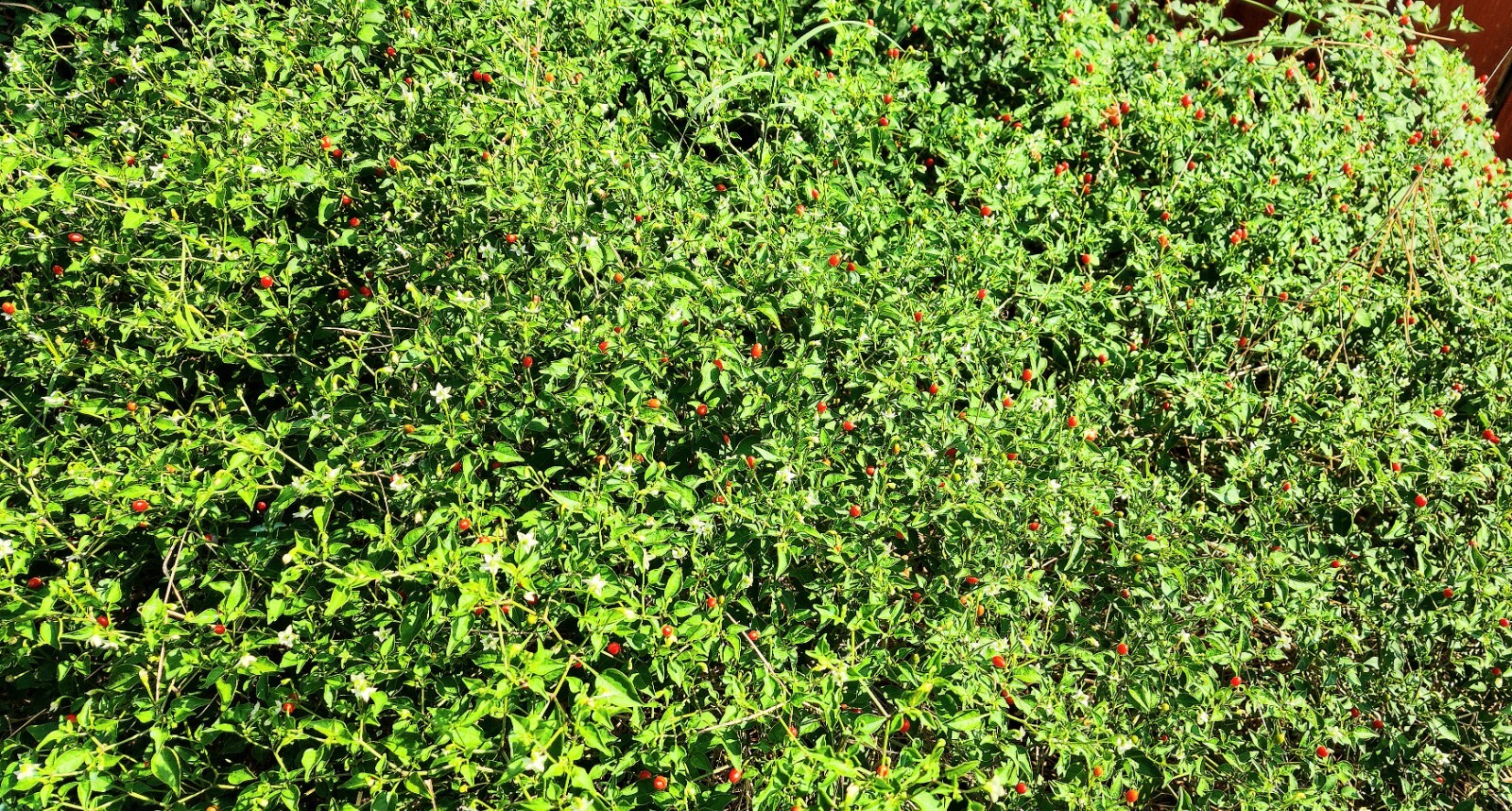 Heirloom Chiltepin Pepper Seeds – Capsicum anuum var. glabriusculum – Non-GMO