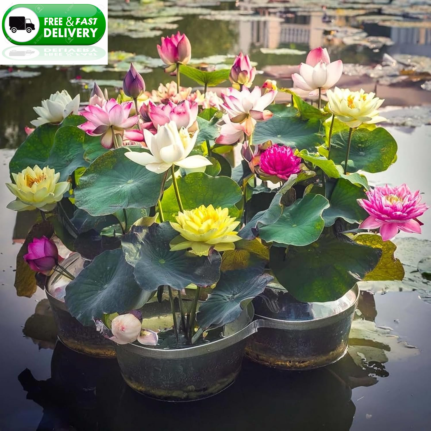 35+ Lotus Seeds Mixed Bowl Non-GMO Water Lily Flower Aquatic Pond Planting