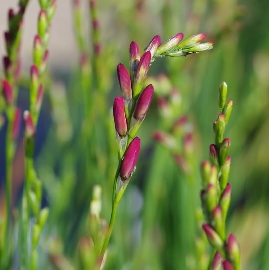 Hardy Ixia Bulbs – Fragrant Perennial Corn Lily for Spring & Summer Garden (12 P