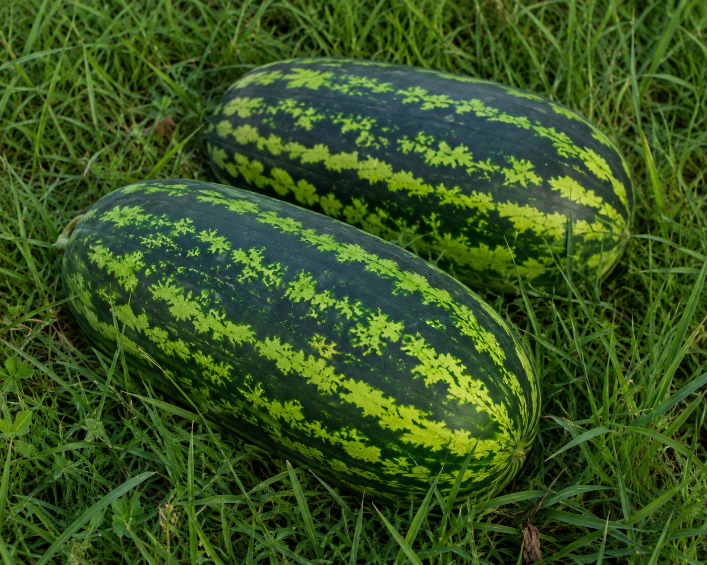 30 Heirloom Jubilee Watermelon Seeds – 25-40LB Sweet Disease Resistant Melon