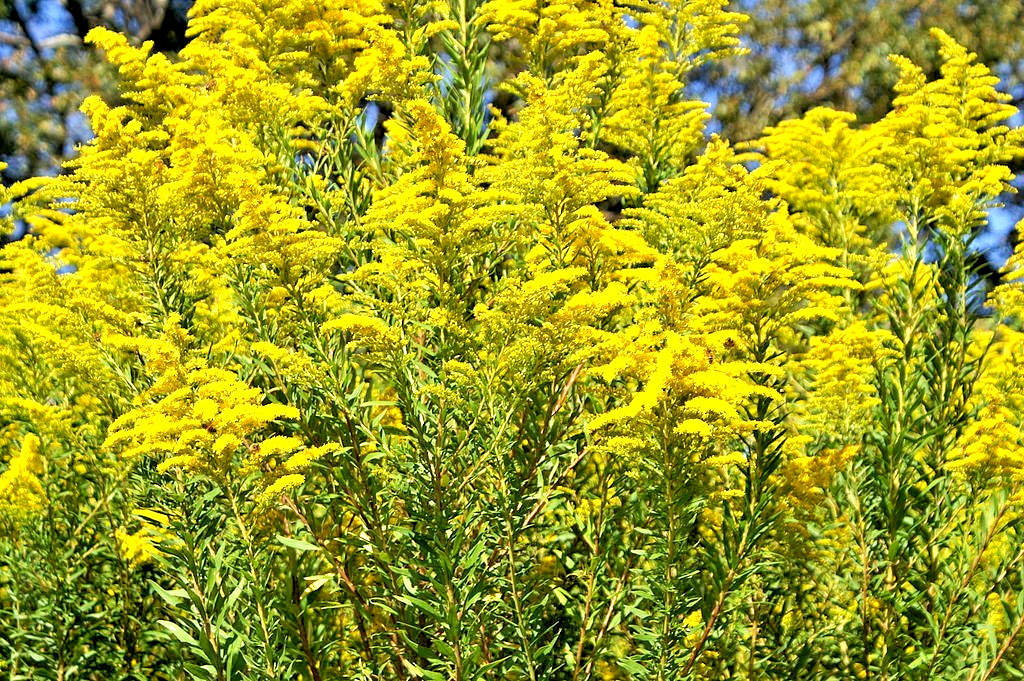 Canadian goldenrod 1000 seeds, solidago canadensis, large flowers, bulk seeds.
