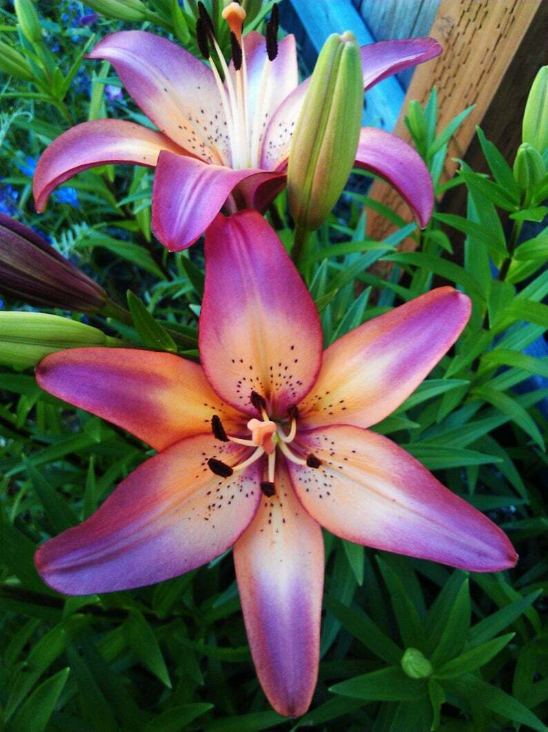 ROYAL SUNSET LILY FLOWER BULBS HARDY PERENNIAL PLANTS GROW 42″ TALL SUMMER BLOOM