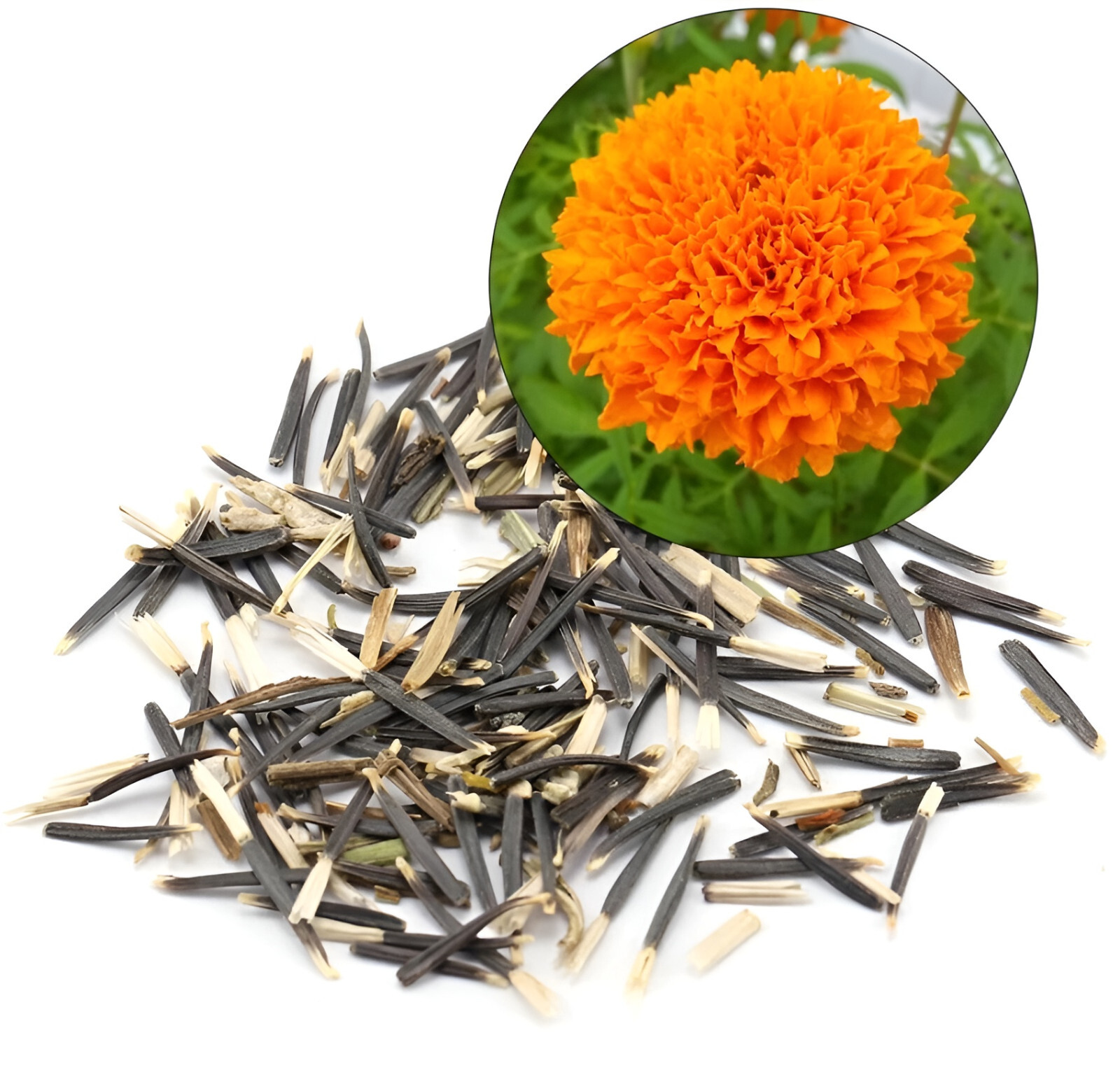 220 African Marigold Seeds: Crackerjack – Beautiful Orange and Yellow Blooms