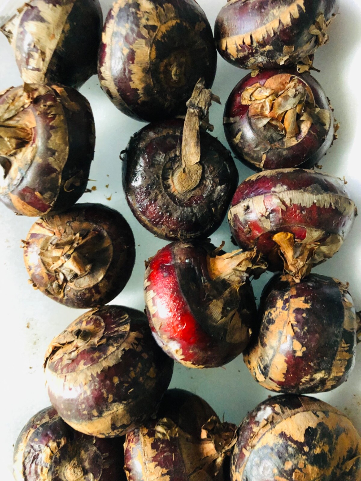 FRESH LIVE Chinese Water Chestnut Bulbs Edible Eleocharis Dulcis Ready to Plant
