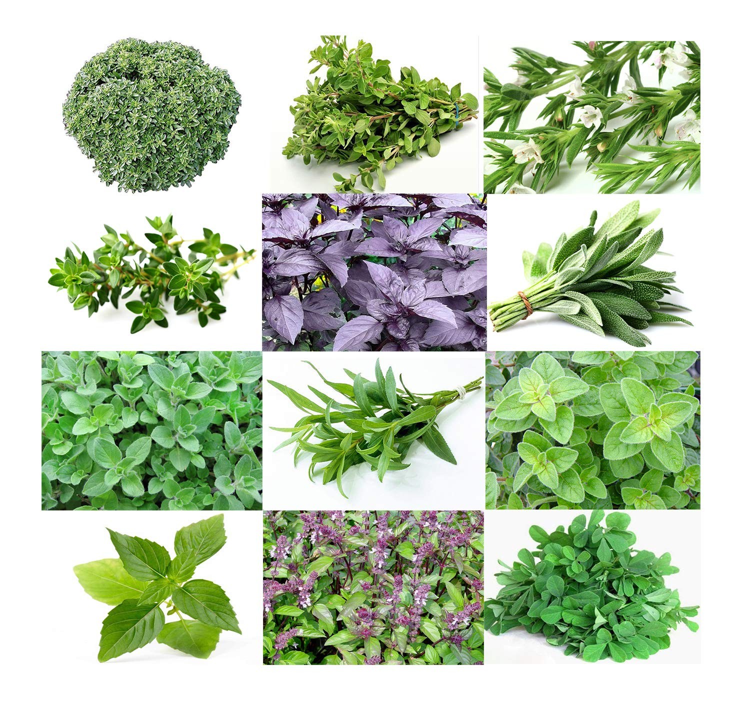 1000 Mixed Herb Seeds Heirloom Non GMO 12 Varieties This is a Mix, Thyme Oreg…