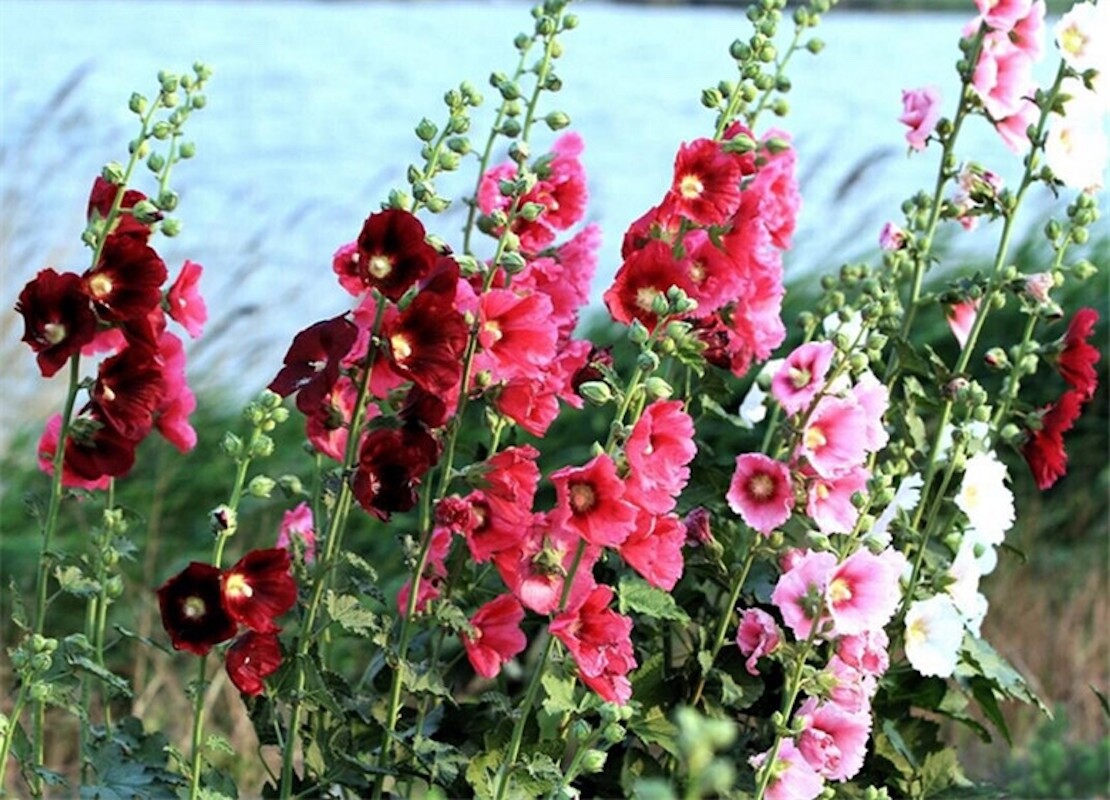 20 SEEDS for Black Deep Red HOLLYHOCK rare flower bed exotic plant USA Seller