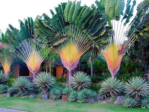 TRAVELERS PALM TREE SEEDS (Ravenala madagascariensis) Bird of Paradise Plant
