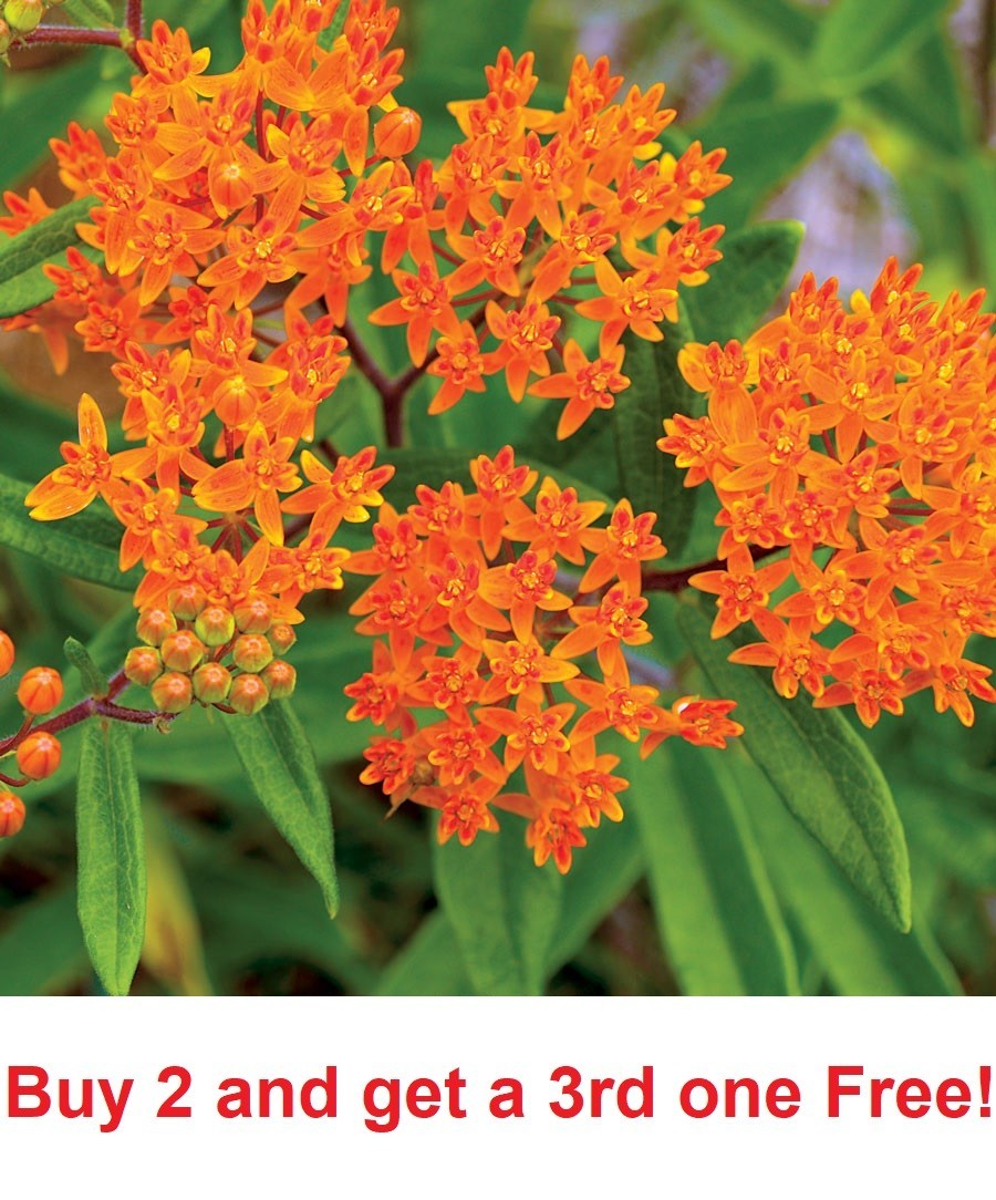 1300 Asclepias tuberosa (Butterfly Milkweed) Flower Seeds