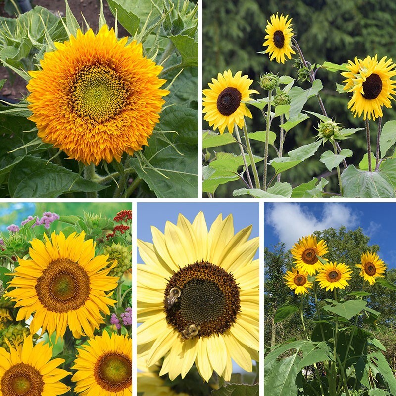 100+ Sunflower Seed Mix — Beautiful Collection — Sturdy Stems – Long Blooming