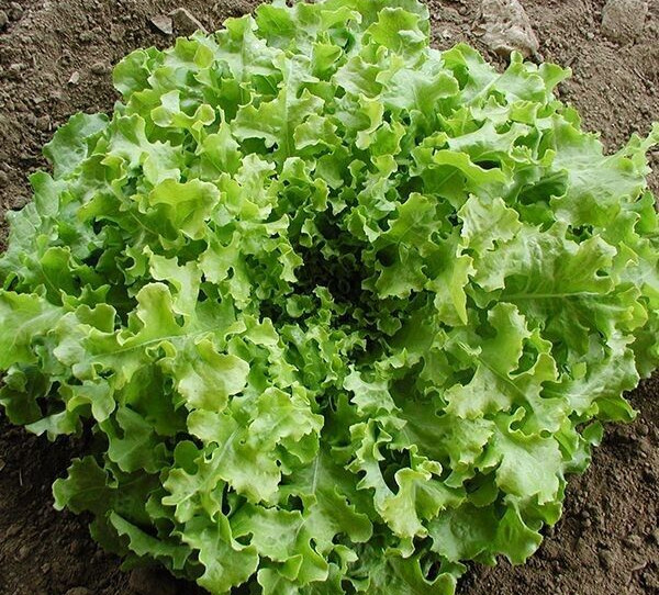 1 Gram Fresh | NON-GMO | Salad Bowl Leaf Premium Lettuce Seeds-B 44