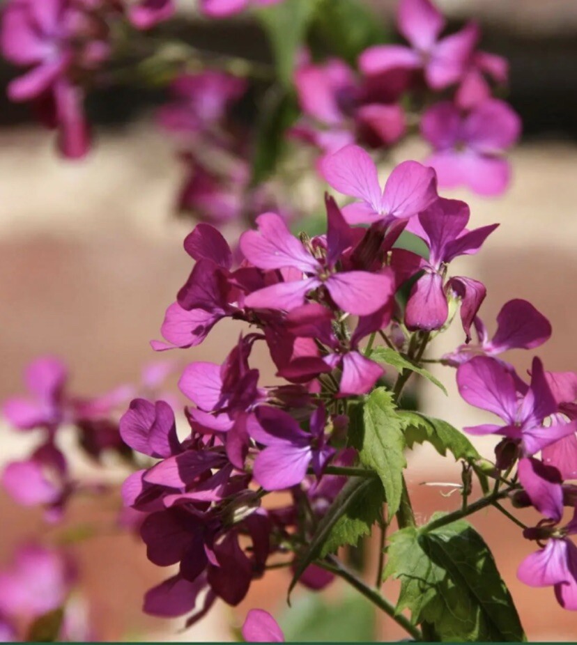 MONEY PLANT SEEDS Lunaria Biennis Popes Money NJ USA Check My Store For More