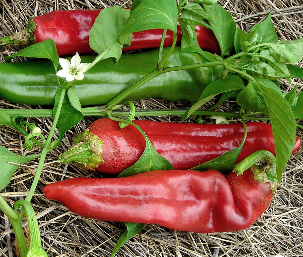 New Mexico Big Jim Chili Pepper 15 Seeds- NuMex Hatch Ristra