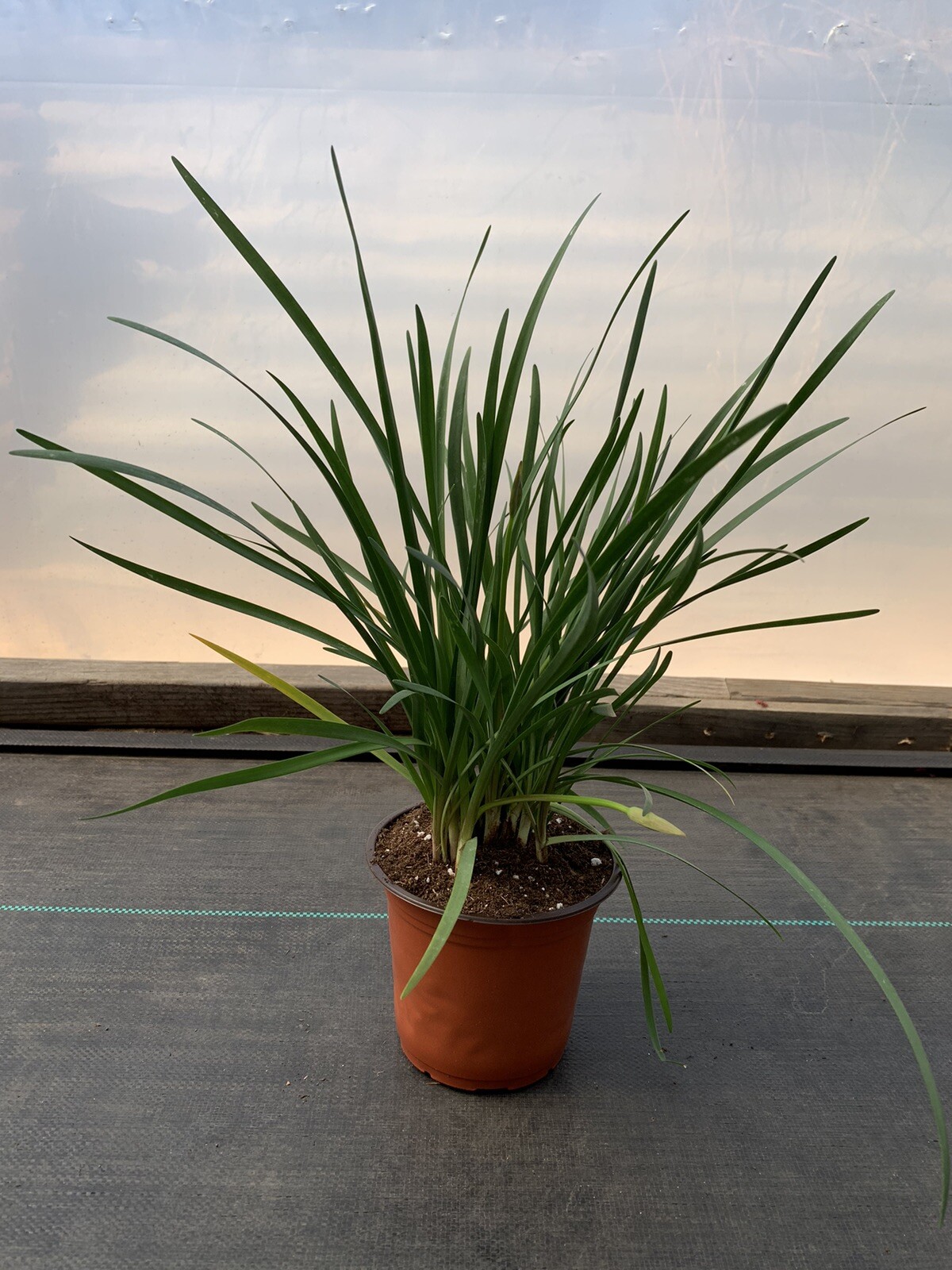 Society Garlic | Live Plant | 1 bulb with lots of roots | Dark Purple