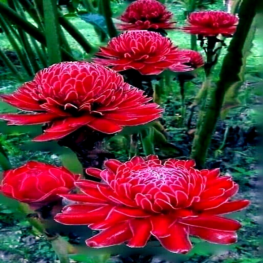 10 RED TORCH Ginger Seeds (Etlingera elatior) Flower Tropical Garden Plant RARE!