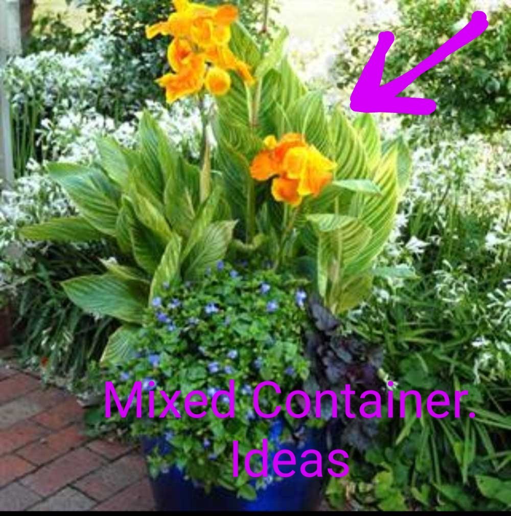 8 Canna Bulbs w/Roots FRESHLY DUG PLANTS Yellow Flowers w/Red Speckled Throats