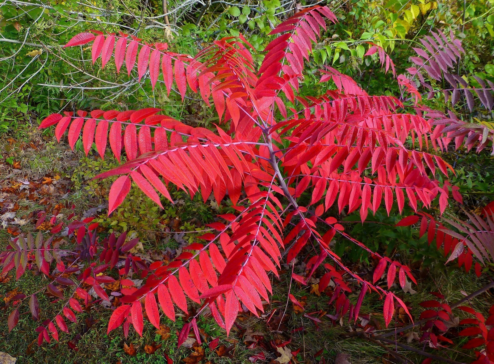 Smooth sumac (Rhus glabra) 1-2 year old plant, well rooted