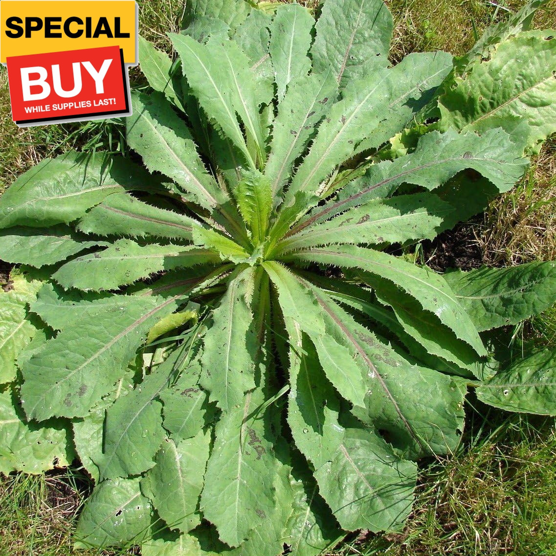 Wild Lettuce (Lactuca virosa) – Grow Now or Store for Future Planting – Capsule