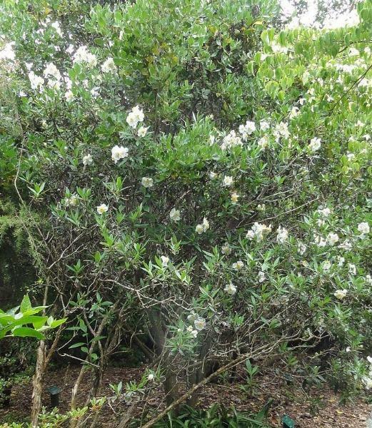 Carpenteria californica | Bush or California Anemone | 20 Seeds