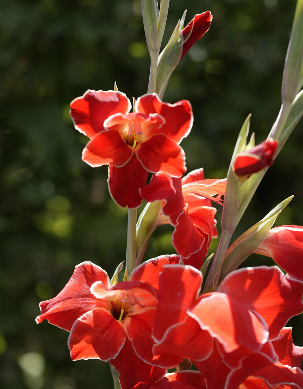 Atom Hardy Gladiolus – 5 bulbs