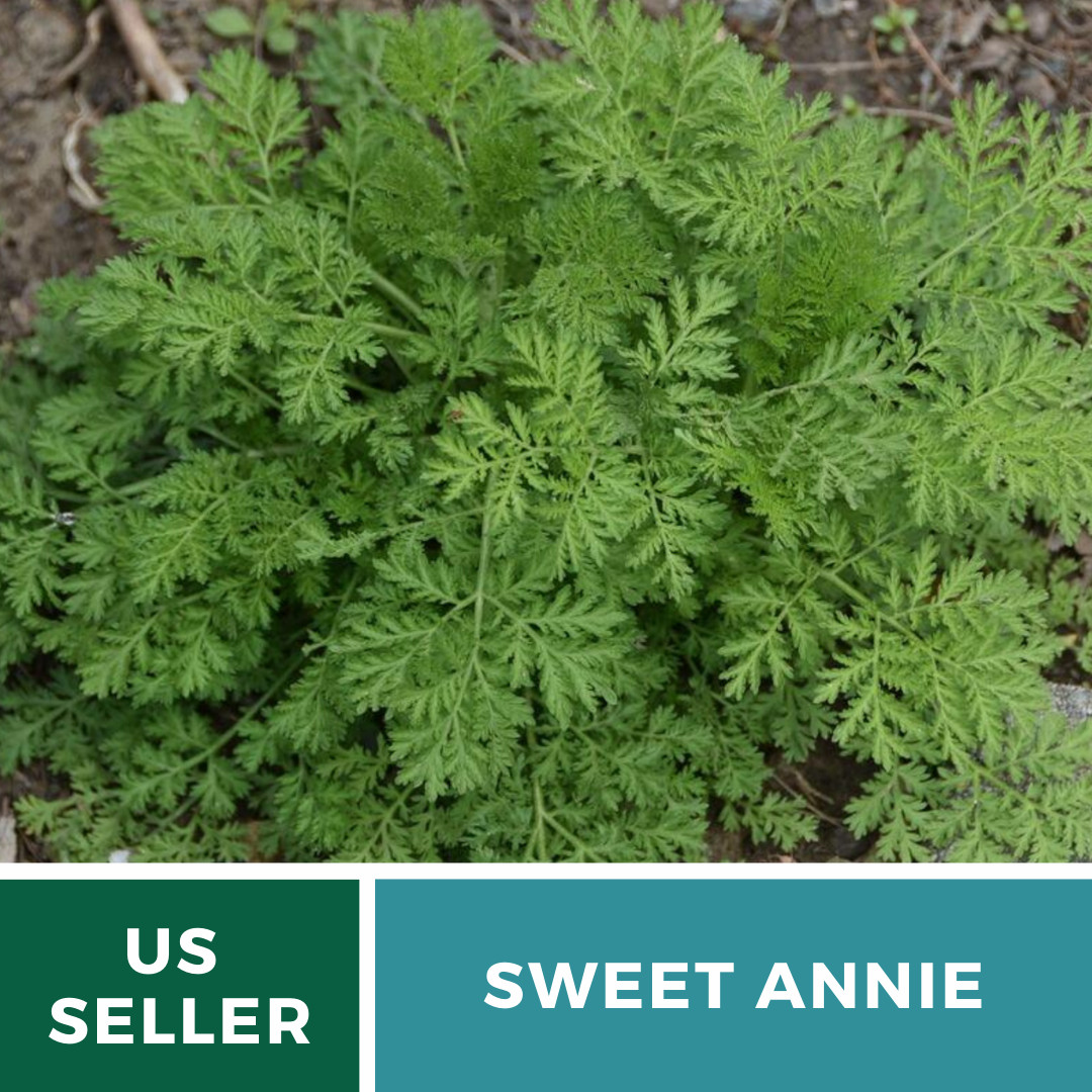 Sweet Annie – 50 Seeds – Medicinal Herb – GMO Free (Artemisia annua)