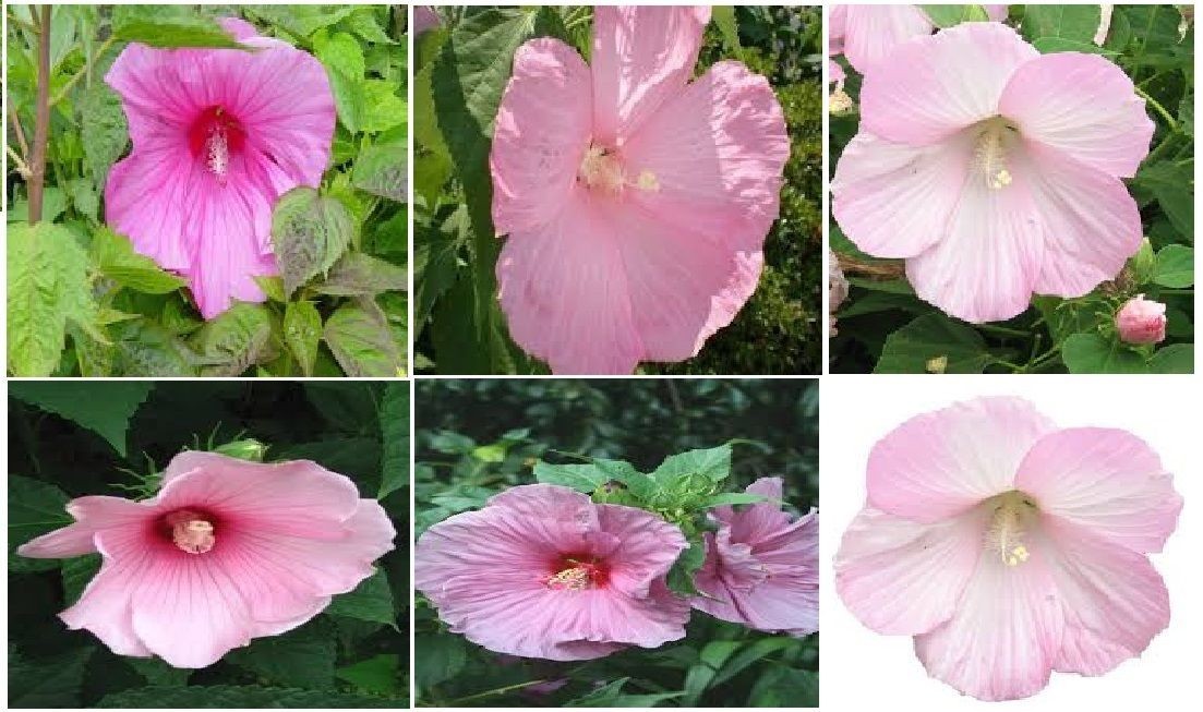 LOTS OF VARIETY OF 8 DIFFERENT KINDS OF FLOWER SEEDS GREAT DEAL! #020 USA Seller