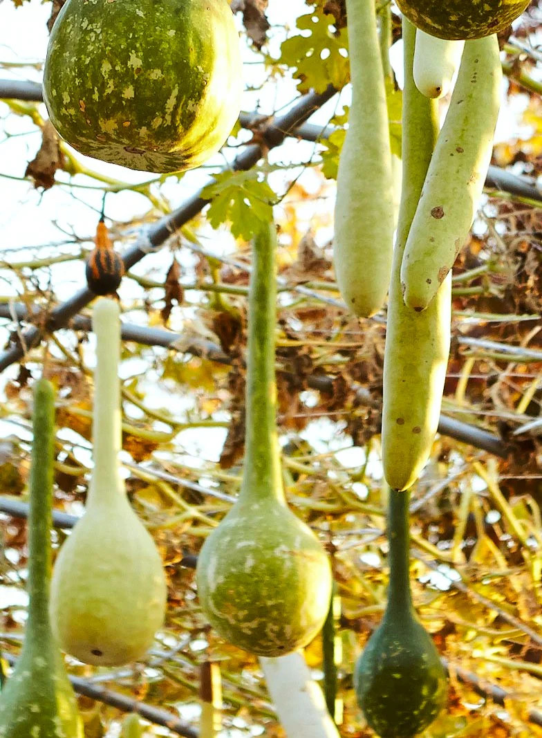 Long-Handled Dipper Gourd Seeds – For 2025 Planting Lagenaria Bottle Ornamental