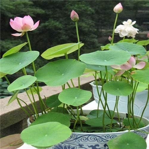 Flowering Aquatic Bonsai Lotus Seeds – 10 Count, Easy to Grow Indoors & Outdoors