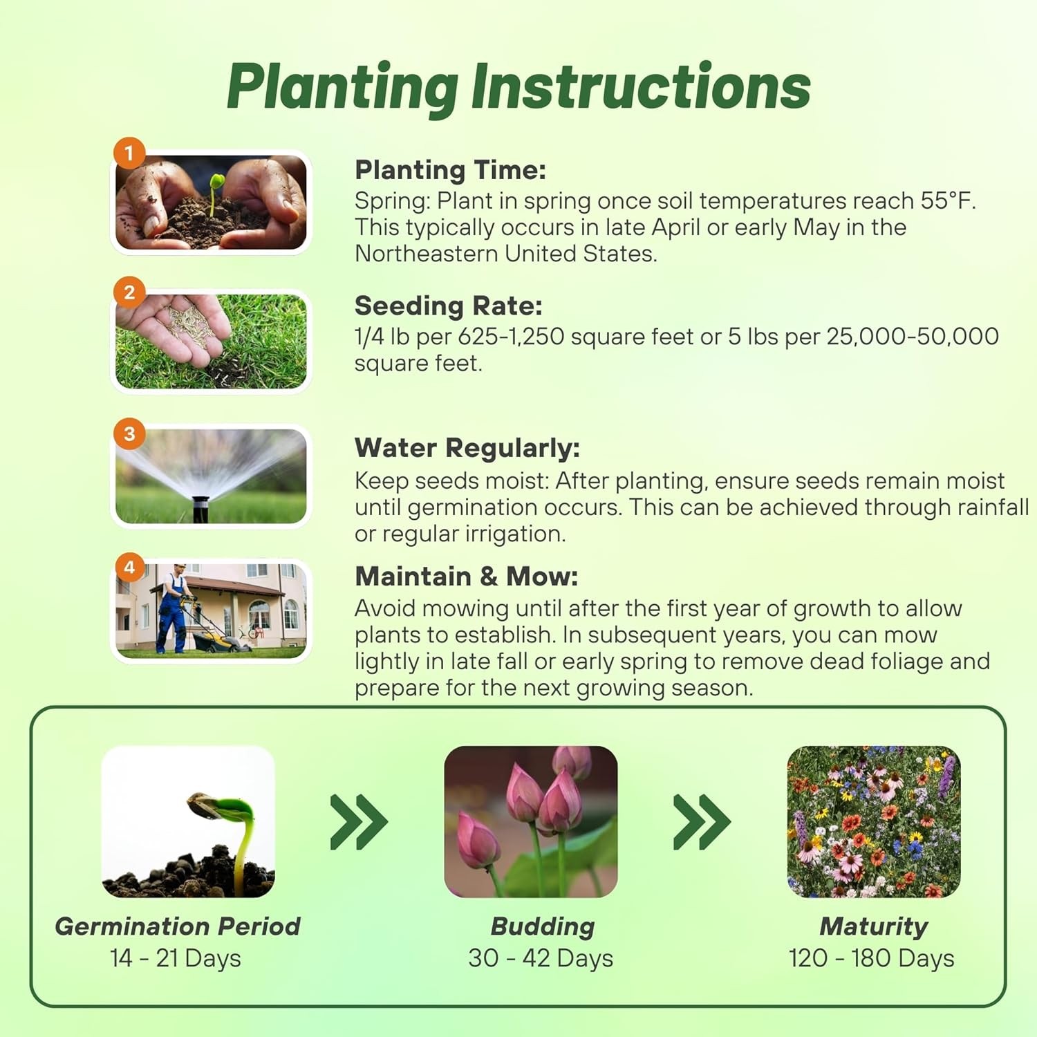 1 LB Northeast Wildflower Seed Mix For Planting Outdoors