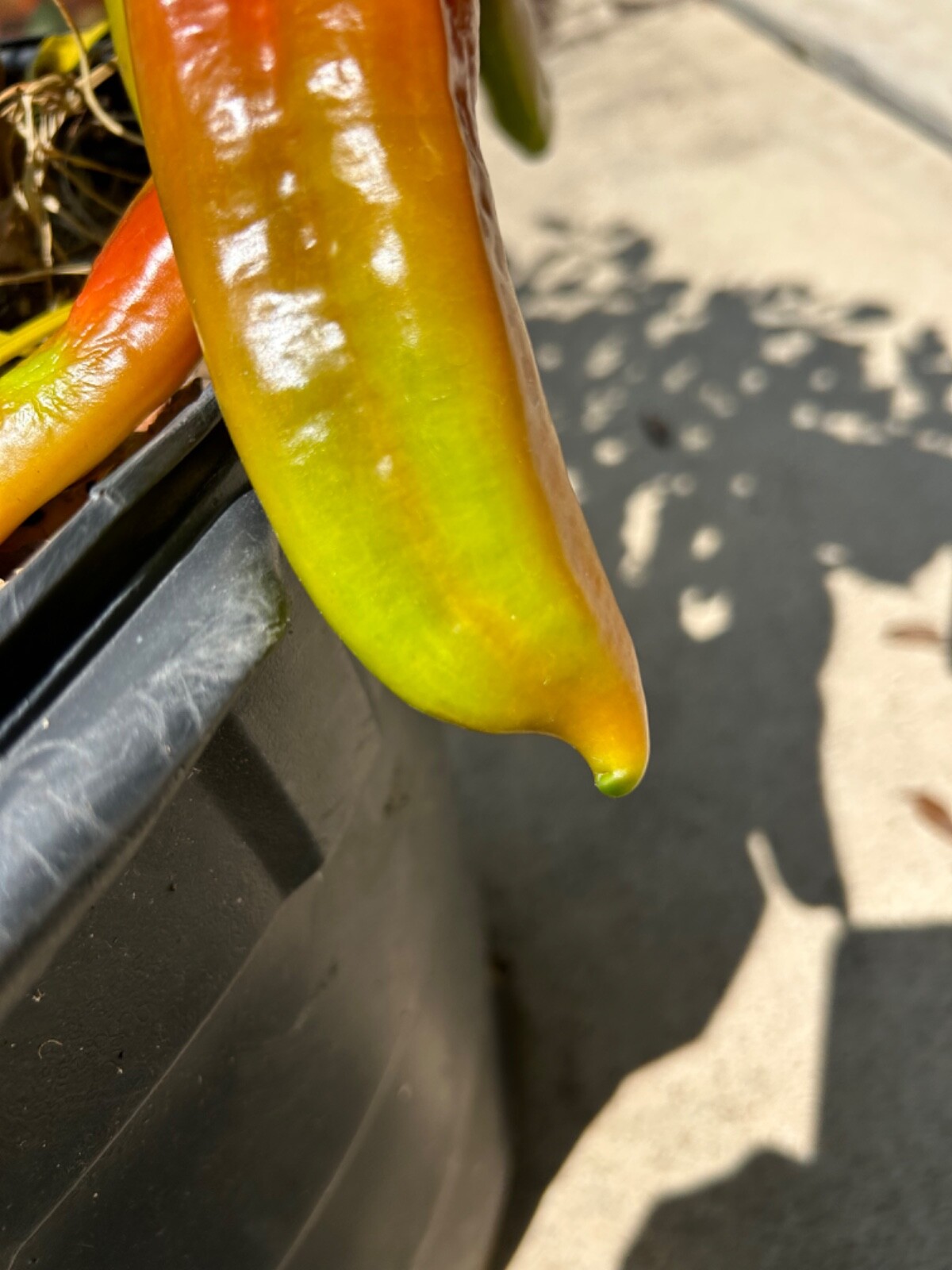40+ Rare Red Authentic Penis Peter Pepper Seeds. Hot Heirloom Non Gmo
