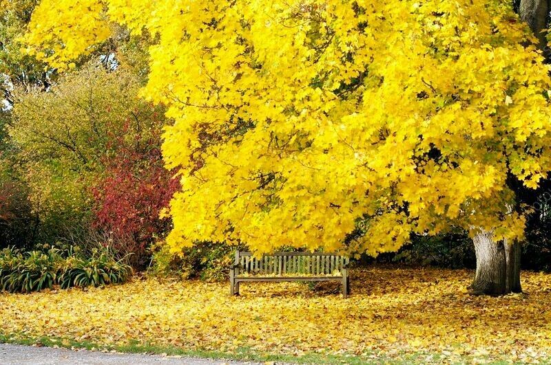 FAST GROWING TREE SEEDS: Norway Maple (Acer Platanoides) Size:10-100 | US Seller