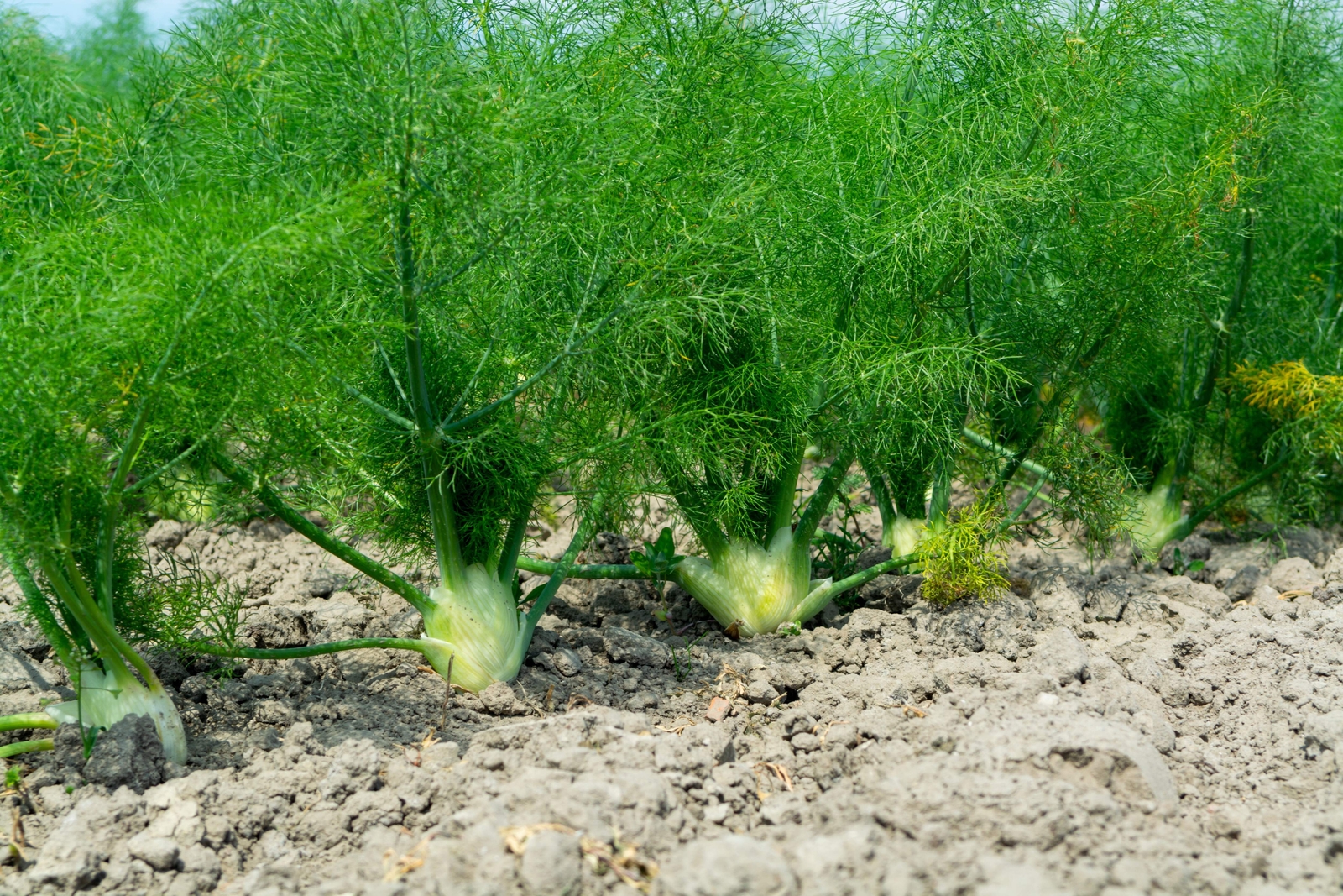 300 SWEET FLORENCE FENNEL Foeniculum Vulgare Azoricum Herb Vegetable Flower Seed