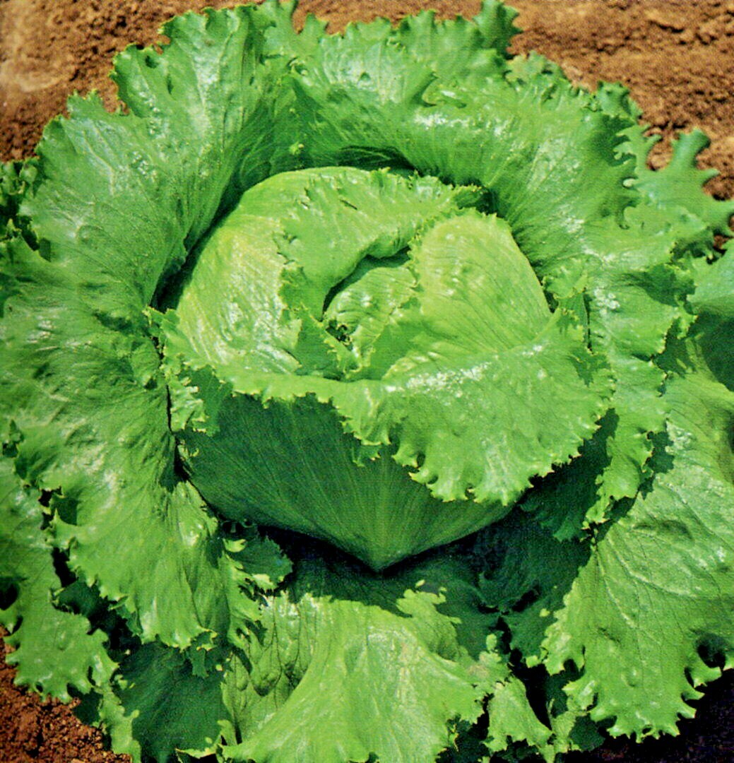 601+GREAT LAKES BATAVIAN Head Lettuce Seeds Organic Spring Fall Garden Container