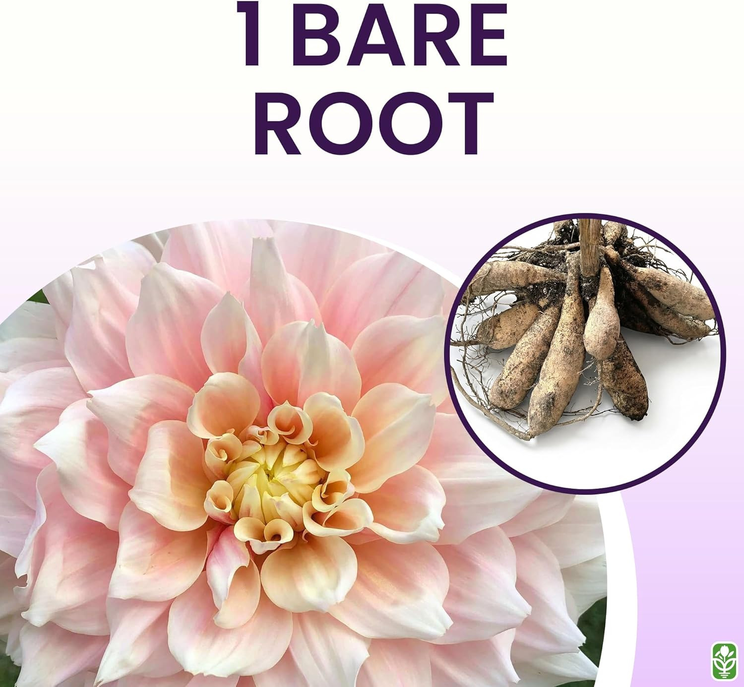 Break Out Dahlia – 5 Gallon Size Bare Root Tuber Multi-Color – Vibrant Multi-Col