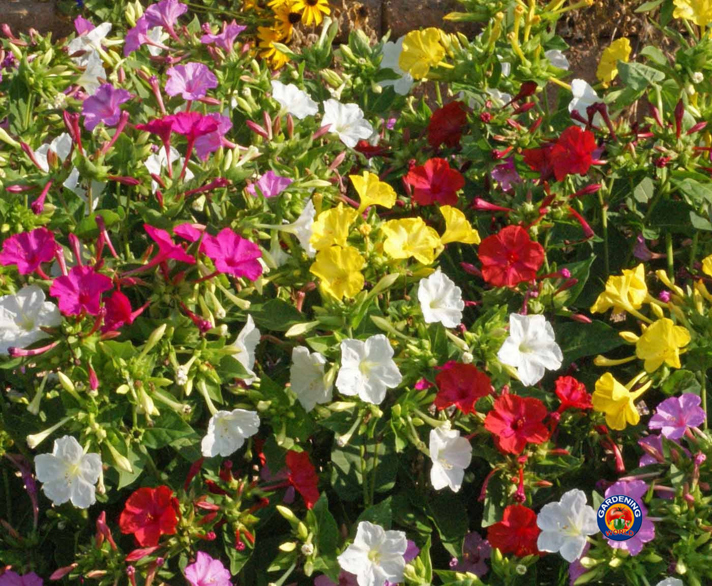 100 Four O’Clock Formula Mix Flower Seeds Mirabilis jalapa
