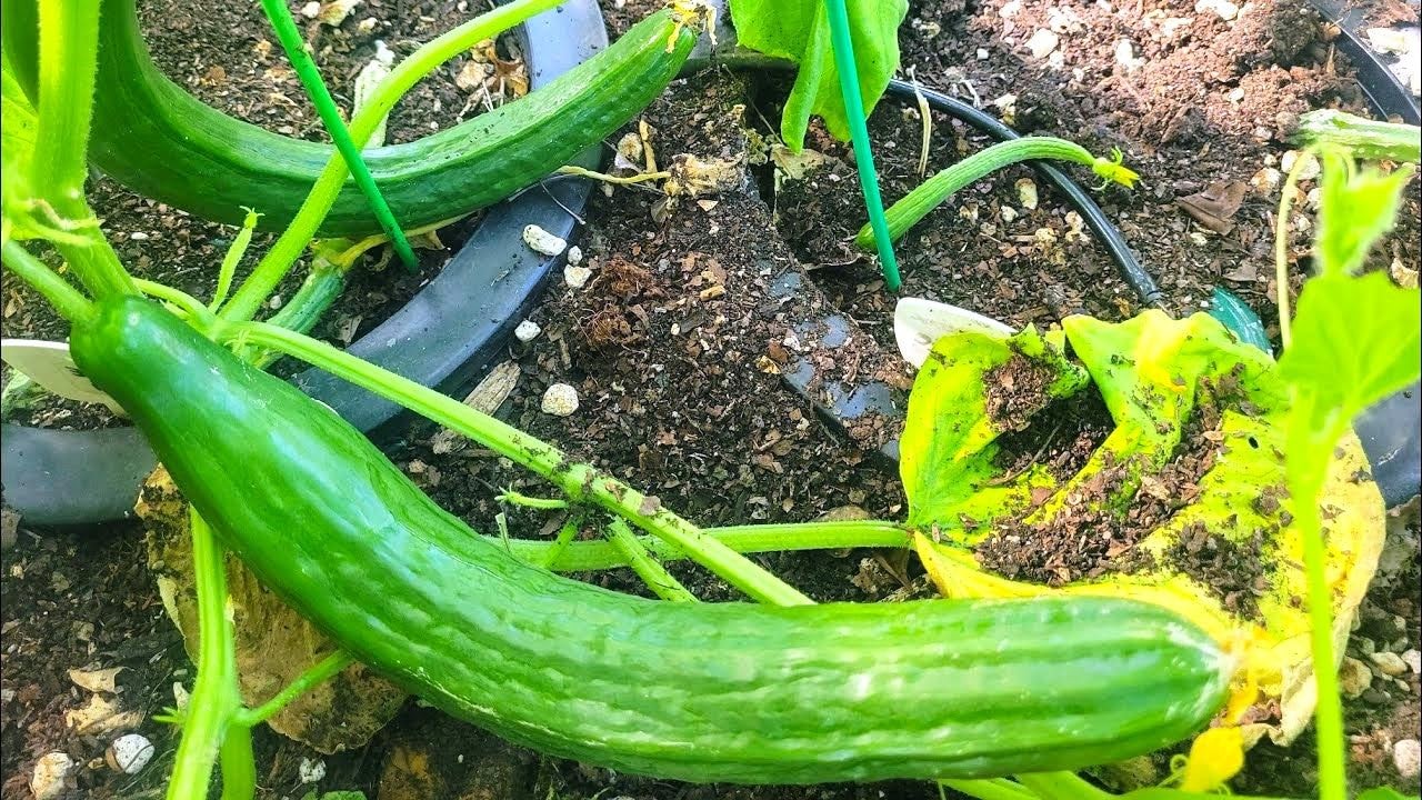 Burpless Cucumber Seeds – Improved English Telegraph – 30+ Count – for Fresh