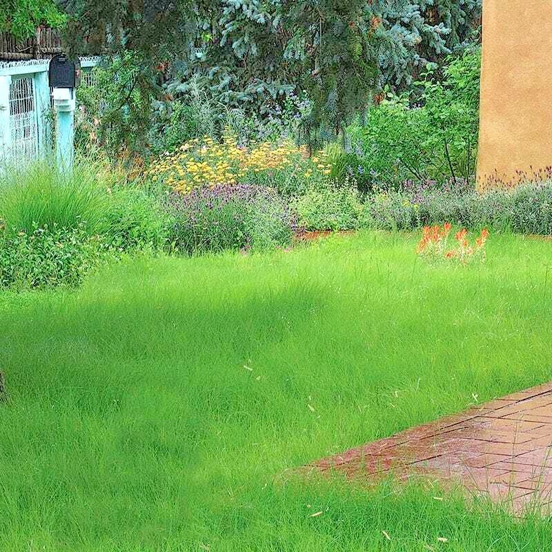 1001+BLUE GRAMA Seeds Native Prairie Grass Drought Poor Soils Low Maintenace