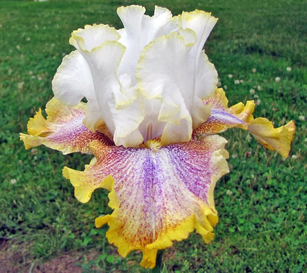 1 Tall Bearded Iris Rhizome/Bulb~RING AROUND ROSIE~Perennial~UNIQUE Flowers