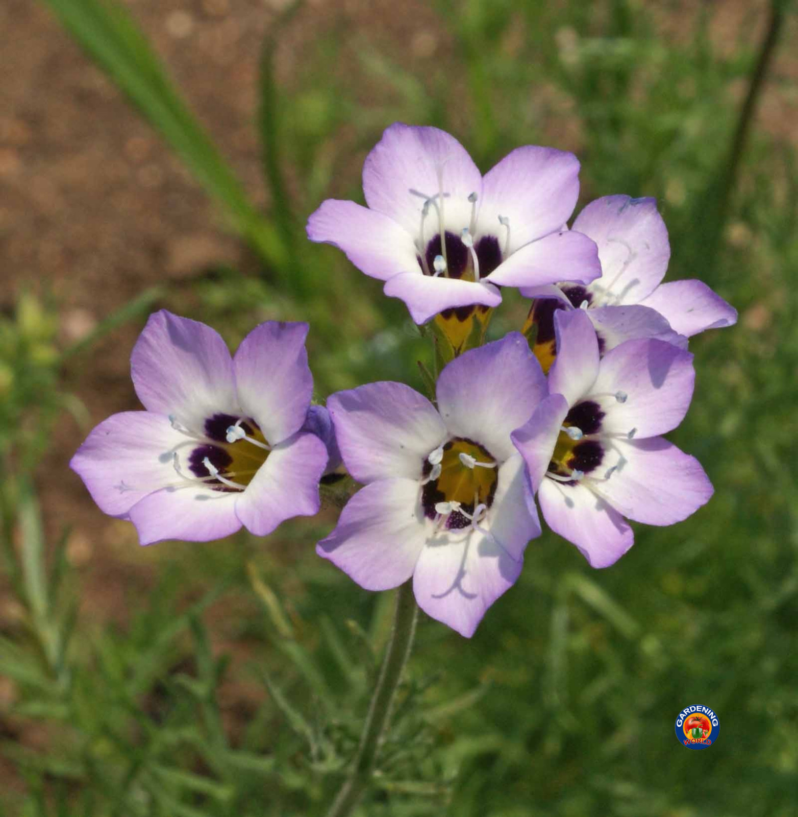 1 oz ounce BIRDS EYES Gilia Tricolor Flower Seeds (63,000 Seeds)