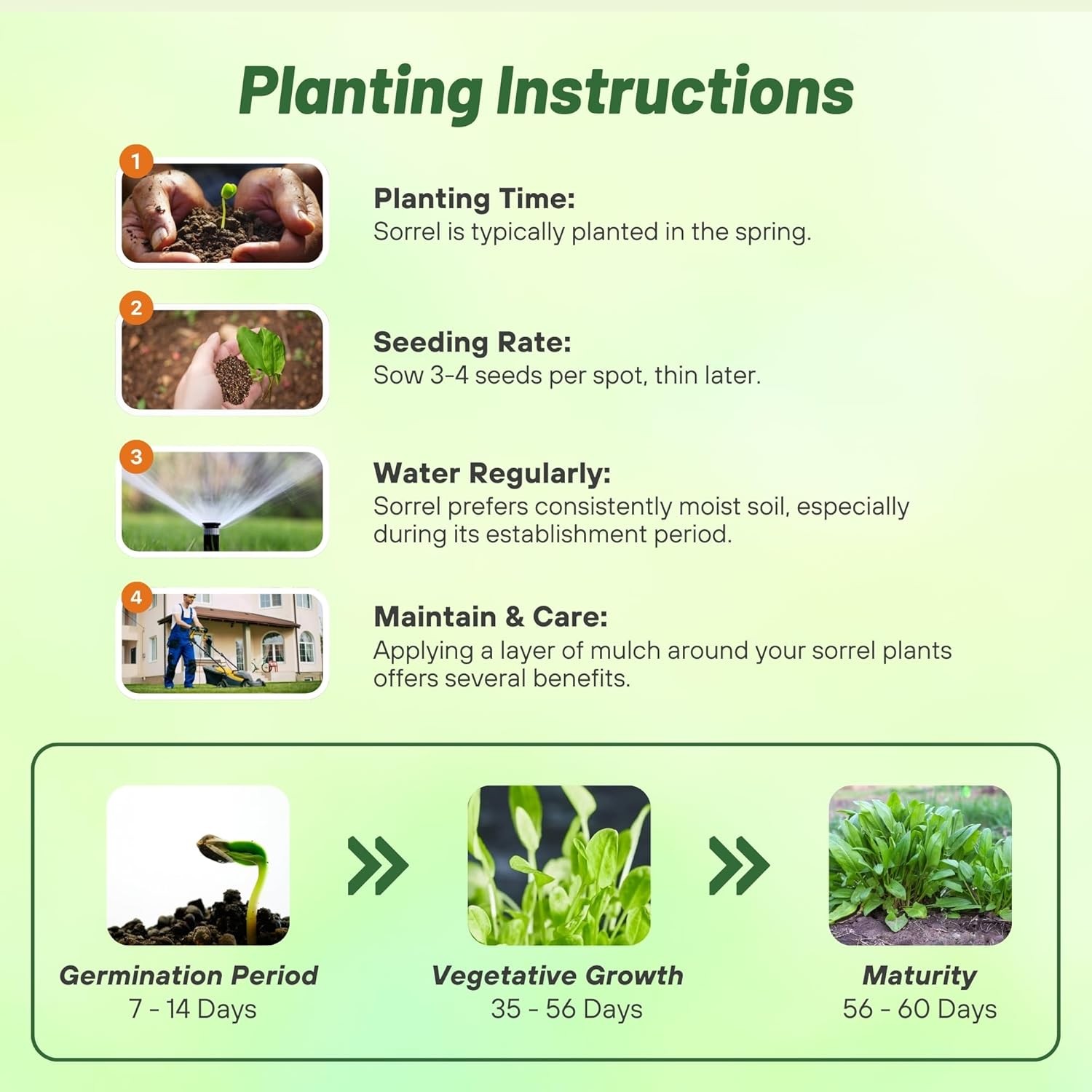 5000 Seeds Sorrel Seed For Planting – Garden Sorrel Herb Seeds