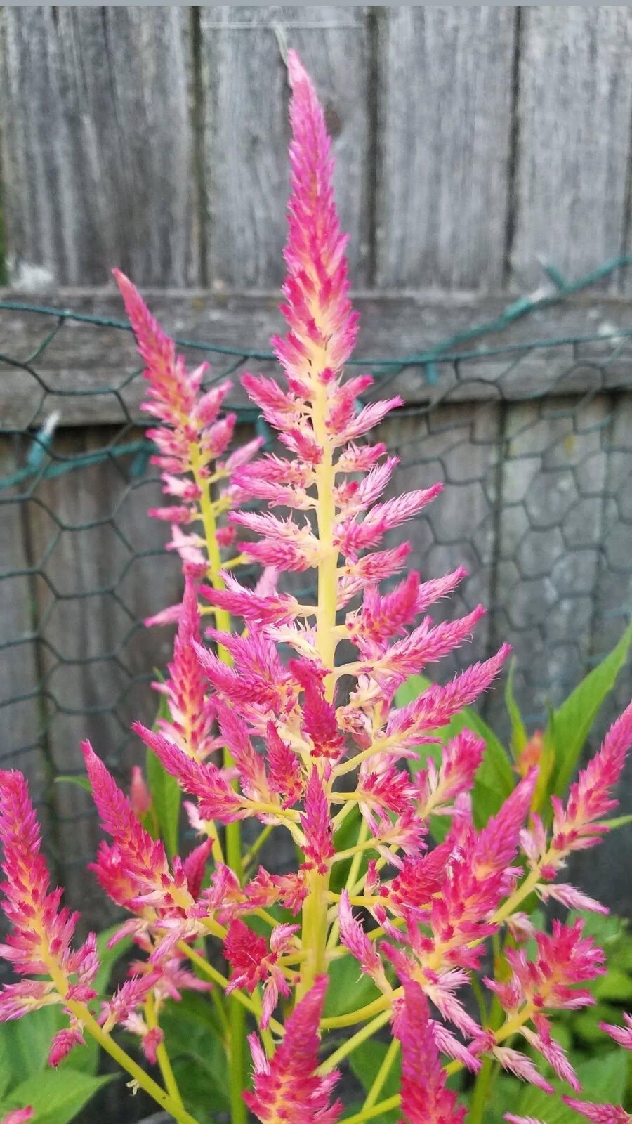 Summer Sherbert Celosia Seeds 50 Organic Seeds RARE