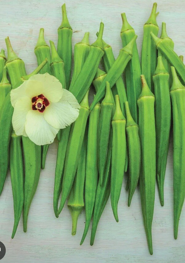 Clemson Spineless Okra Seeds, NON-GMO, Gumbo, Lady’s Fingers,,Bhindi 100+ Seeds