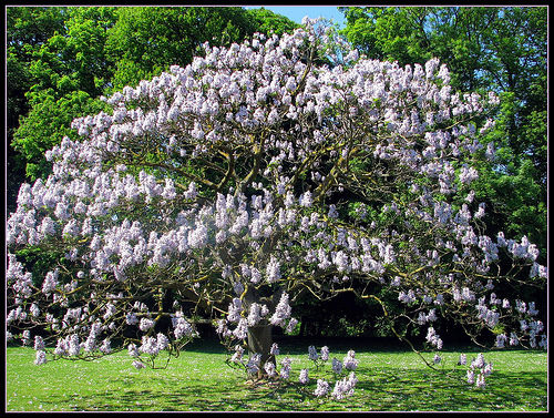 Royal Empress, Paulownia tomentosa, Tree Seeds (Fast, Showy, Fragrant)