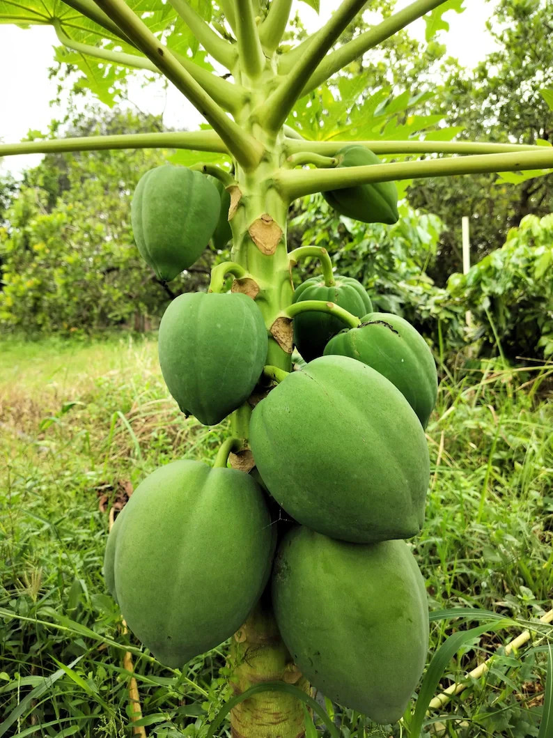 40 Dwarf Solo Waimanalo Papaya Seeds Carica Papaya Fast Growing