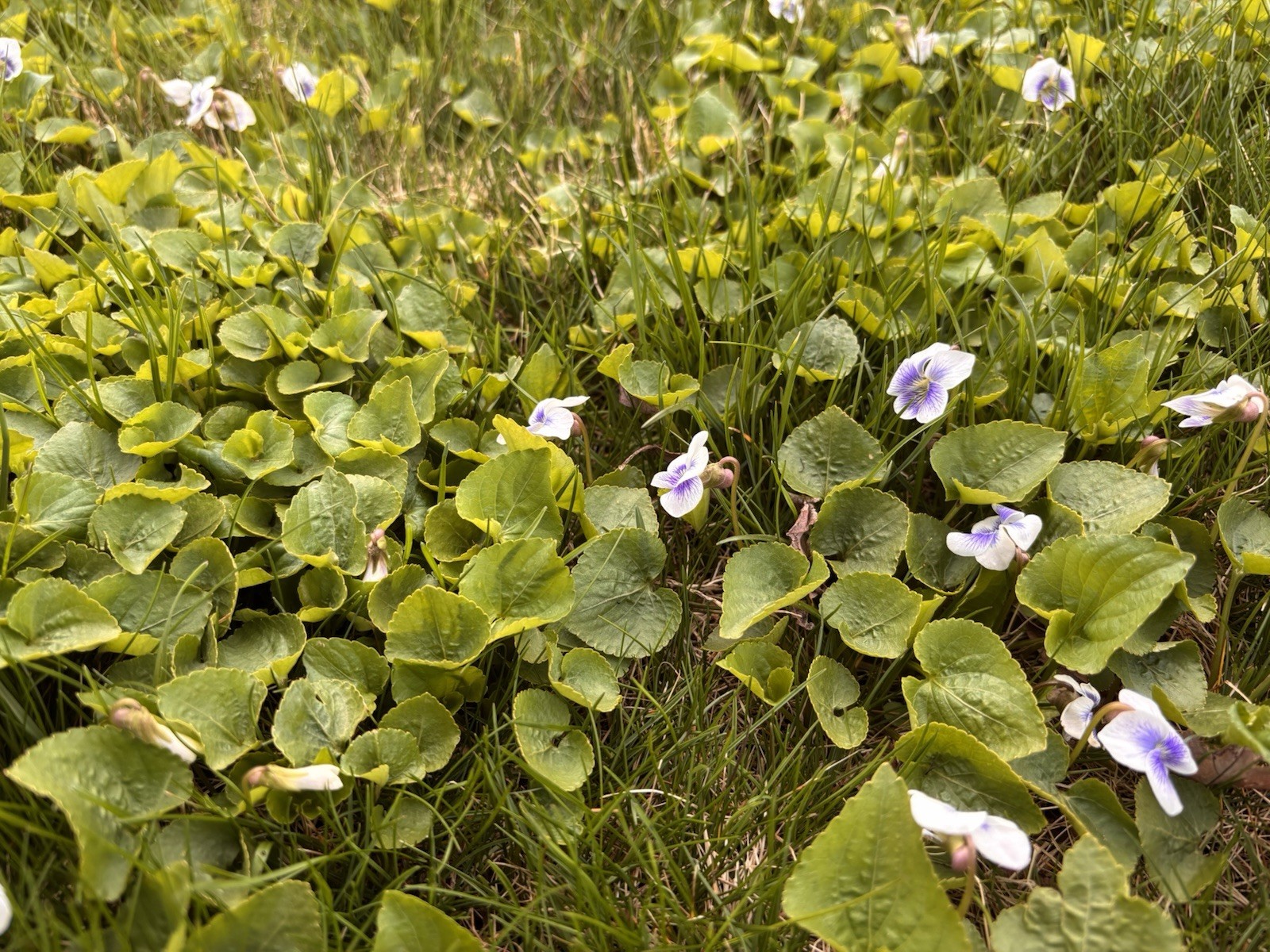 20+ Live White Hardy Violet Viola Plants~Perennial Bare Root Starter~CT Garden