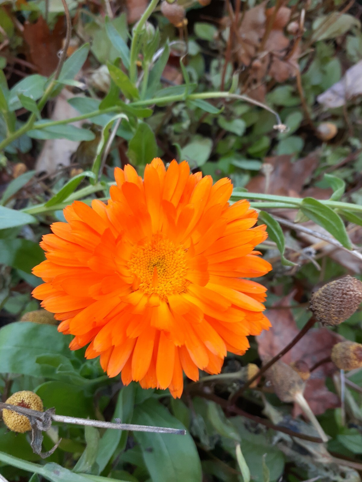 calendula mix 35+ Seeds